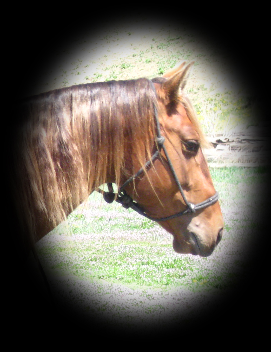 Silver Wood Strike, Bay Silver Dapple Stallion. Hancock and Hollywood Gold Breeding